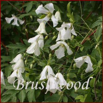 Clematis Hagelby White, Small Flowered Clematis - Brushwood Nursery, Clematis Specialists