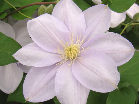 Clematis Hakuba, Large Flowered Clematis - Brushwood Nursery, Clematis Specialists