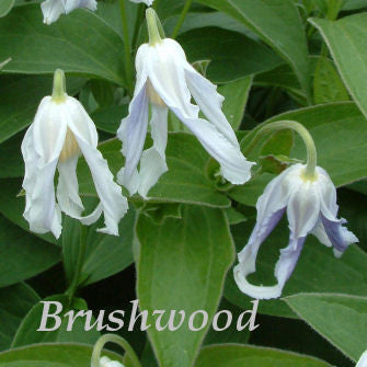 Clematis Hakurei, Non-Vining Clematis - Brushwood Nursery, Clematis Specialists