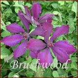 Clematis Honora, Large Flowered Clematis - Brushwood Nursery, Clematis Specialists
