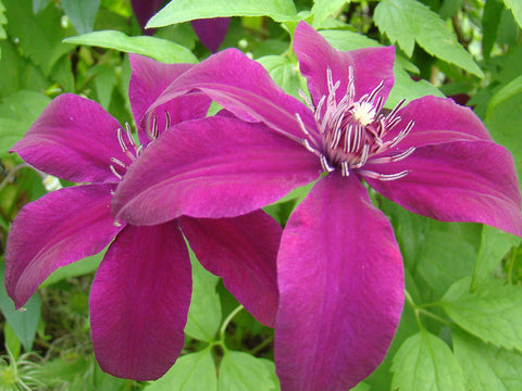 Clematis Huvi, Large Flowered Clematis - Brushwood Nursery, Clematis Specialists