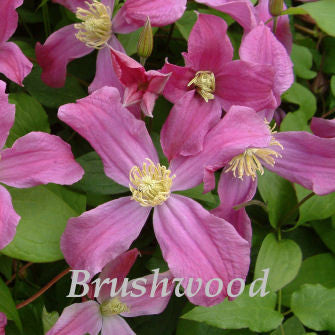 Clematis Inspiration, Non-Vining Clematis - Brushwood Nursery, Clematis Specialists