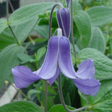 Clematis integrifolia, Non-Vining Clematis - Brushwood Nursery, Clematis Specialists