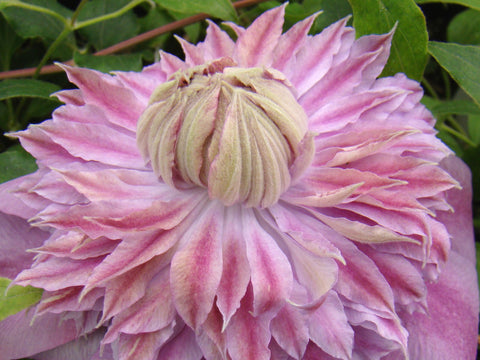Clematis Josephine, Large Flowered Clematis - Brushwood Nursery, Clematis Specialists