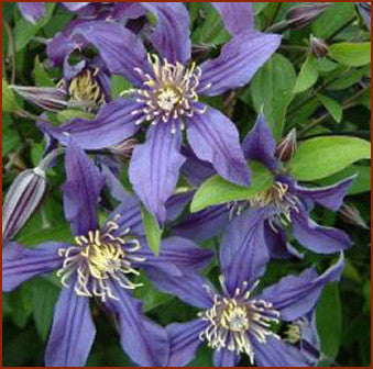 Clematis Mississippi River, Small Flowered Clematis - Brushwood Nursery, Clematis Specialists