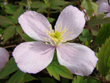 Clematis montana Rubens, Small Flowered Clematis - Brushwood Nursery, Clematis Specialists