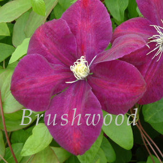Clematis Monte Cassino, Large Flowered Clematis - Brushwood Nursery, Clematis Specialists