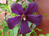 Clematis Negritjanka, Large Flowered Clematis - Brushwood Nursery, Clematis Specialists