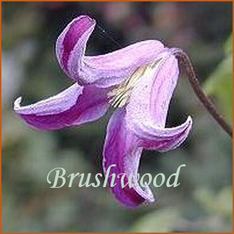 Clematis Pendragon, Small Flowered Clematis - Brushwood Nursery, Clematis Specialists
