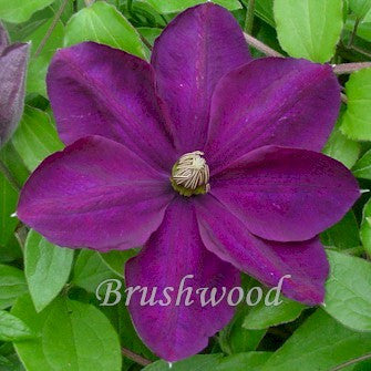 Clematis Perrin's Pride, Large Flowered Clematis - Brushwood Nursery, Clematis Specialists