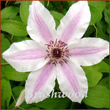 Clematis Pinky, Large Flowered Clematis - Brushwood Nursery, Clematis Specialists