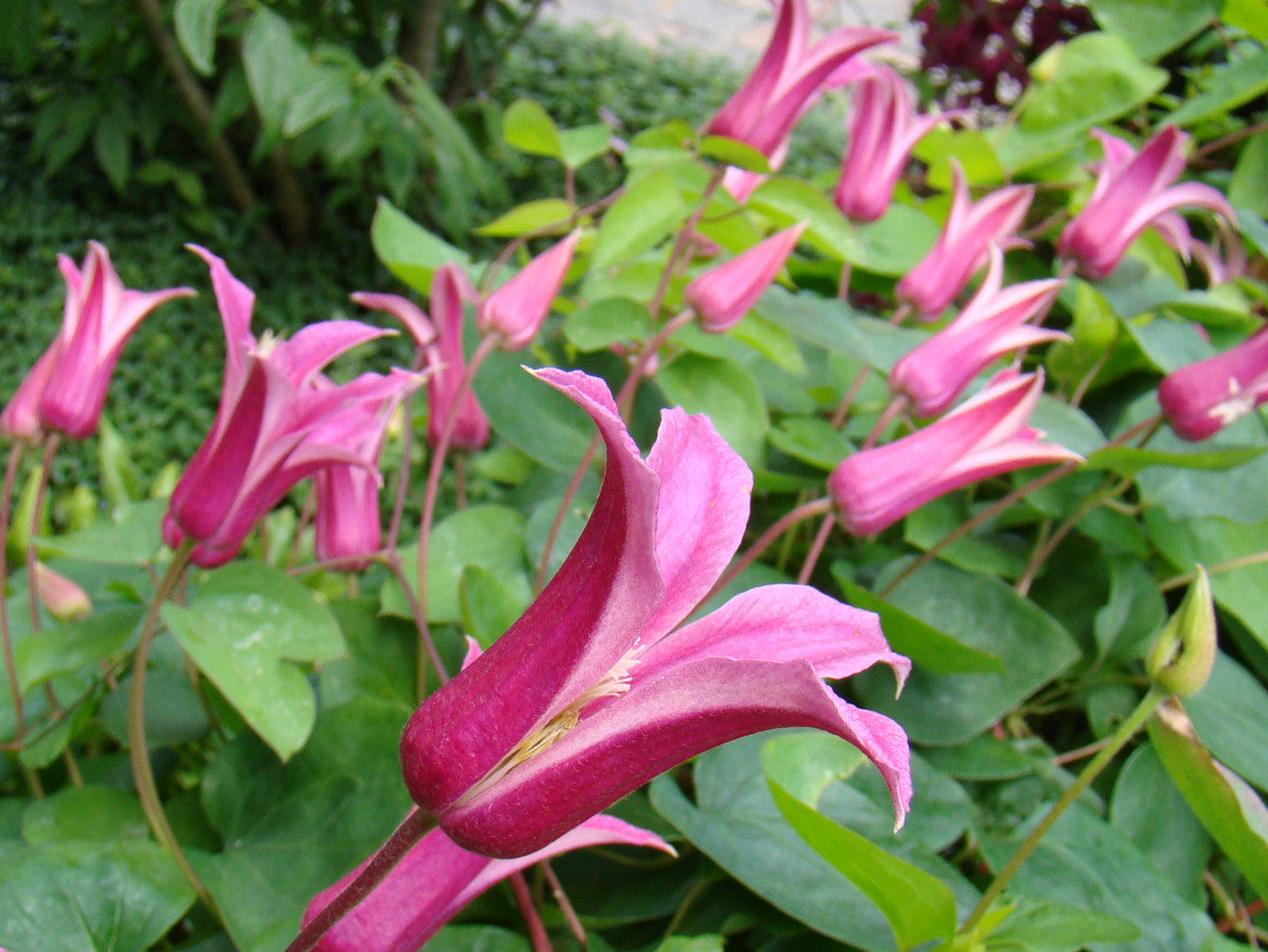 Clematis Princess Diana, Small Flowered Clematis - Brushwood Nursery, Clematis Specialists