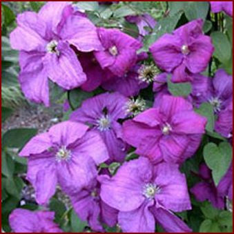 Clematis Rahvarinne, Large Flowered Clematis - Brushwood Nursery, Clematis Specialists