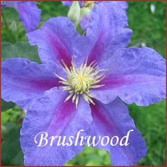 Clematis Ristimagi, Large Flowered Clematis - Brushwood Nursery, Clematis Specialists