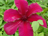 Clematis Ruutel, Large Flowered Clematis - Brushwood Nursery, Clematis Specialists