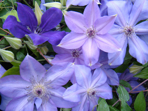 Clematis Shimmer, Large Flowered Clematis - Brushwood Nursery, Clematis Specialists