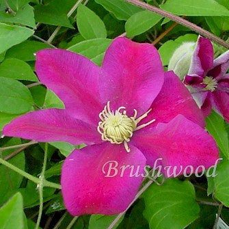 Clematis Sunset, Large Flowered Clematis - Brushwood Nursery, Clematis Specialists