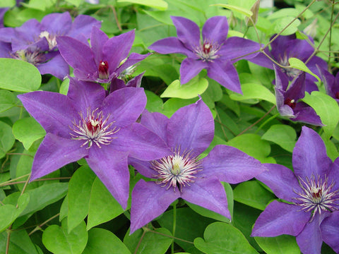Clematis The President, Large Flowered Clematis - Brushwood Nursery, Clematis Specialists