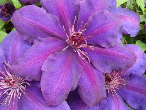 Clematis Versailles, Large Flowered Clematis - Brushwood Nursery, Clematis Specialists