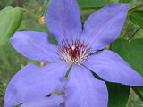Clematis Violet Charm, Large Flowered Clematis - Brushwood Nursery, Clematis Specialists