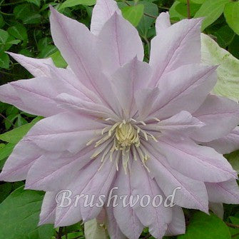 Clematis Violet Elizabeth, Large Flowered Clematis - Brushwood Nursery, Clematis Specialists