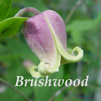 Clematis viorna, Native Vines - Brushwood Nursery, Clematis Specialists