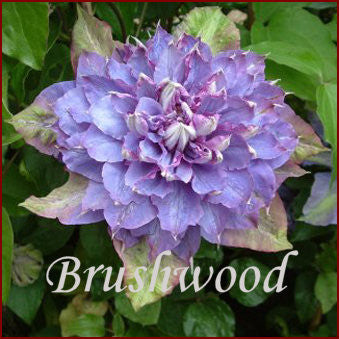 Clematis Vyvyan Pennell, Large Flowered Clematis - Brushwood Nursery, Clematis Specialists