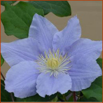 Clematis Zara, Large Flowered Clematis - Brushwood Nursery, Clematis Specialists