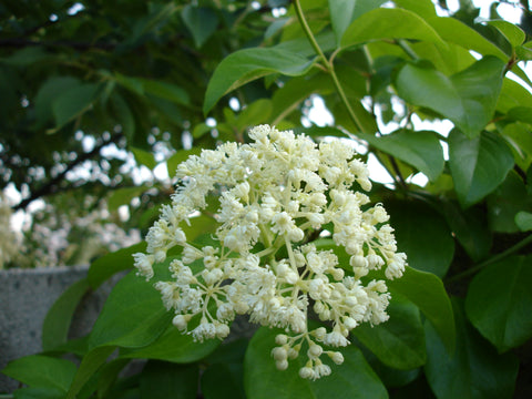 Decumaria barbara Vickie, Native Vines - Brushwood Nursery, Clematis Specialists