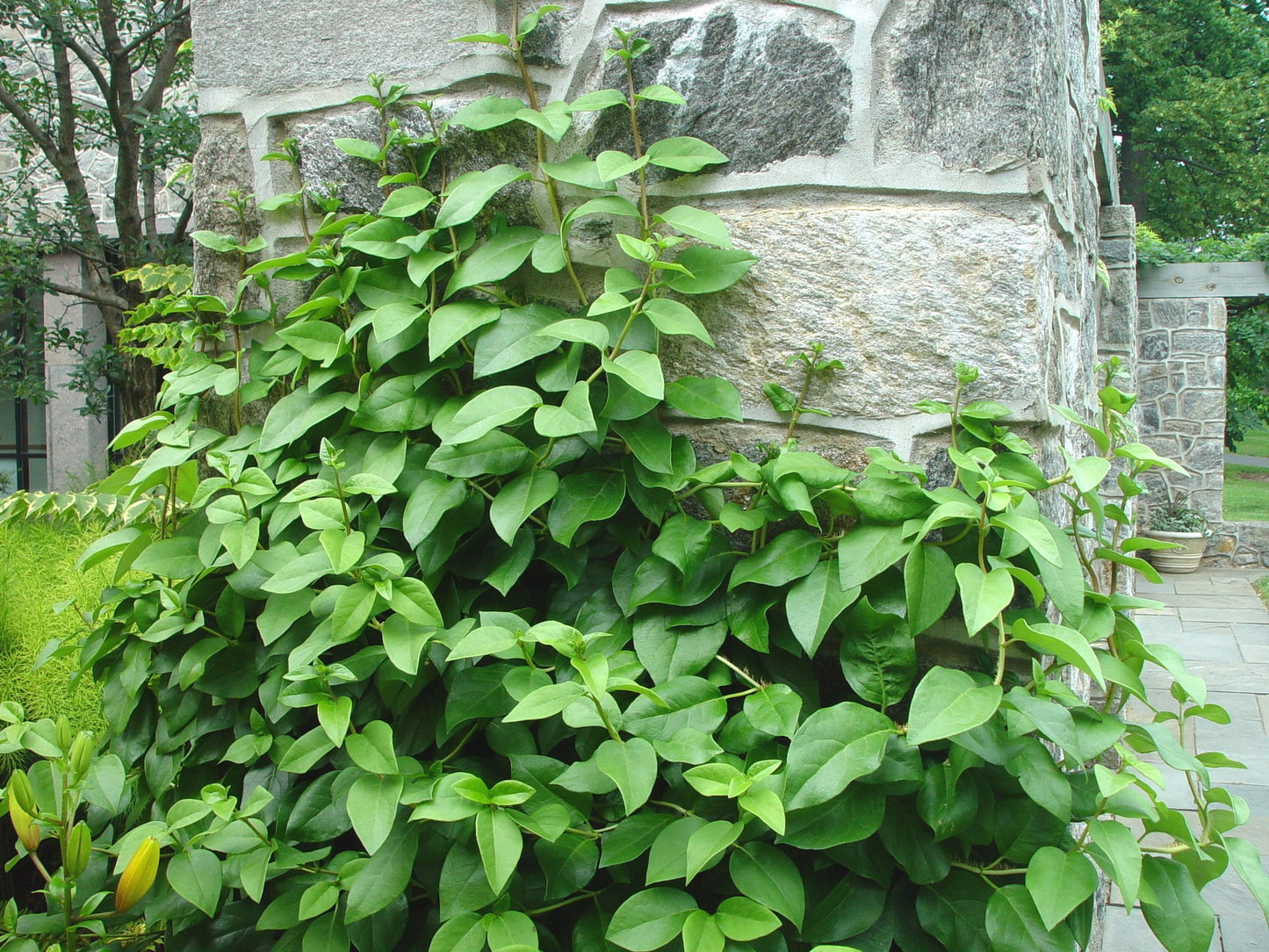 Decumaria barbara Vickie, Native Vines - Brushwood Nursery, Clematis Specialists