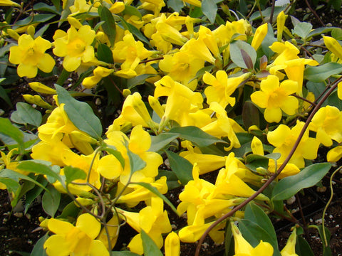 Gelsemium sempervirens Margarita, Native Vines - Brushwood Nursery, Clematis Specialists