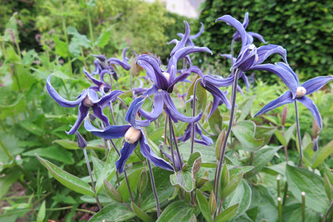 Clematis integrifolia