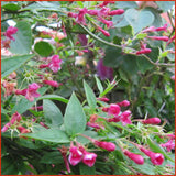 Jasminum beesianum, Jasmines - Brushwood Nursery, Clematis Specialists