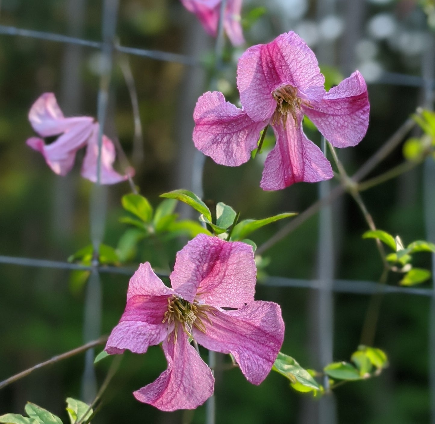 Clematis Krakowiak