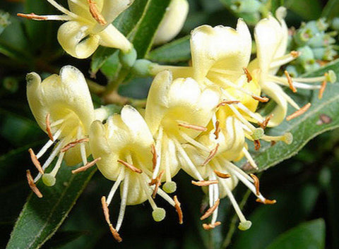 Lonicera acuminata, Lonicera: Honeysuckle - Brushwood Nursery, Clematis Specialists
