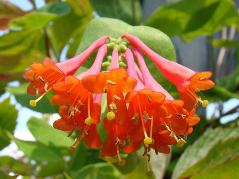 Lonicera Dropmore Scarlet, Lonicera: Honeysuckle - Brushwood Nursery, Clematis Specialists