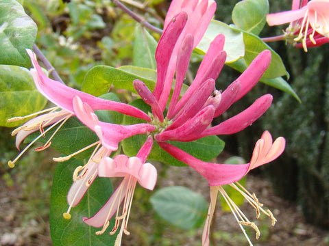 Lonicera Goldflame, Lonicera: Honeysuckle - Brushwood Nursery, Clematis Specialists