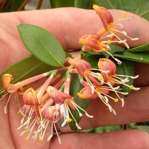 Lonicera henryi,  - Brushwood Nursery, Clematis Specialists