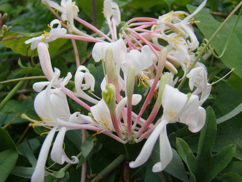 Lonicera Pam's Pink, Lonicera: Honeysuckle - Brushwood Nursery, Clematis Specialists