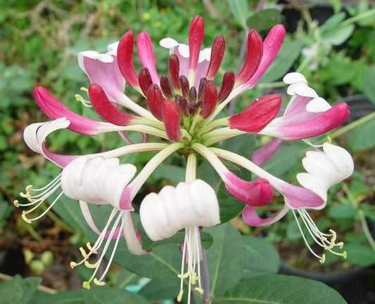 Lonicera periclymenum var. serotina Florida, Lonicera: Honeysuckle - Brushwood Nursery, Clematis Specialists