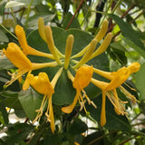 Lonicera tellmanniana, Lonicera: Honeysuckle - Brushwood Nursery, Clematis Specialists