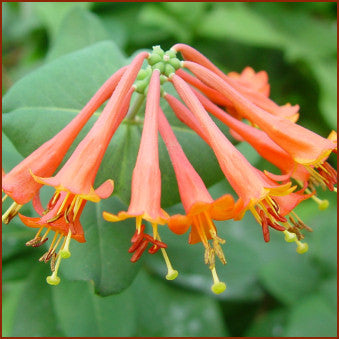 Lonicera Magnifica, Native Vines - Brushwood Nursery, Clematis Specialists
