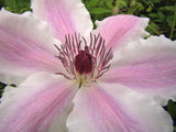 Clematis Vancouver Mystic Gem, Large Flowered Clematis - Brushwood Nursery, Clematis Specialists