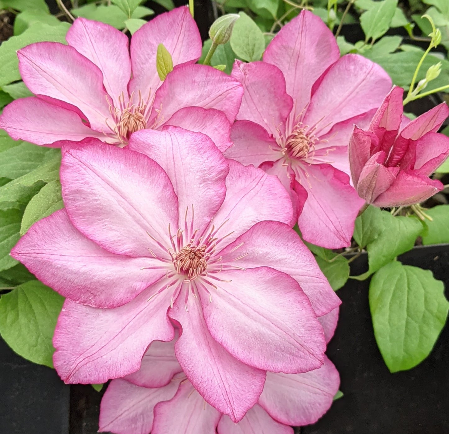Clematis Liberty