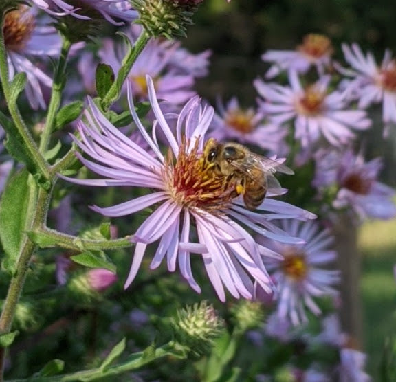 Ampelaster carolinianus