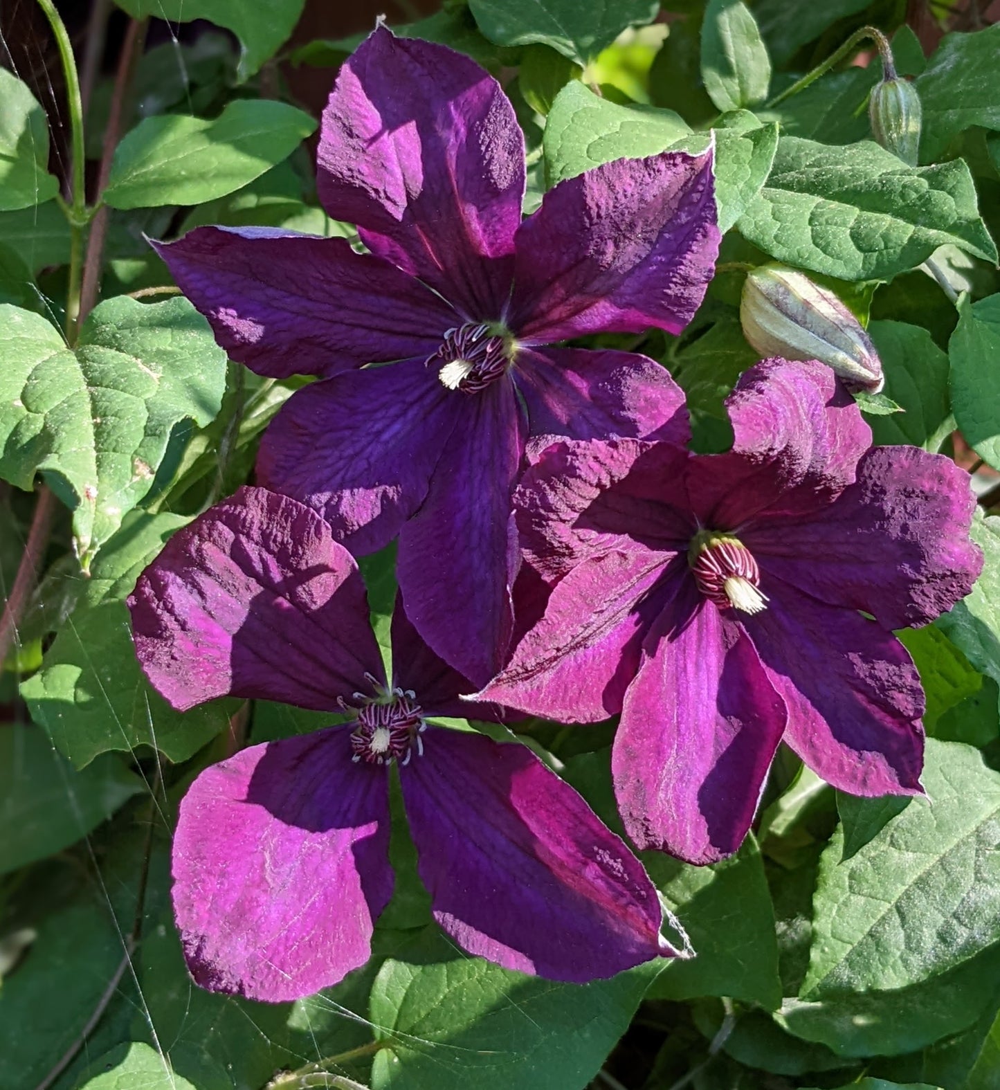 Clematis Negritjanka