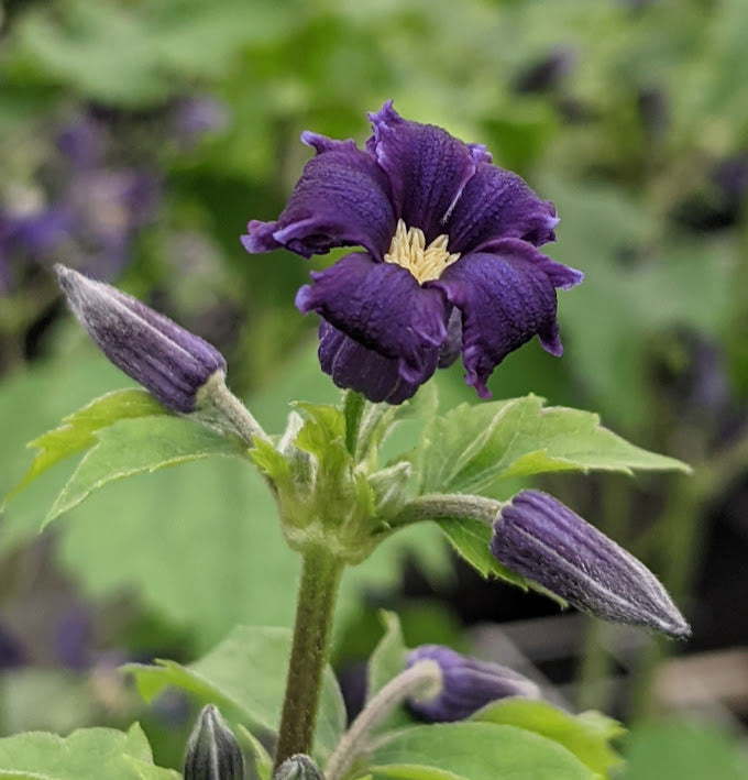 Clematis Katherine's Amethyst