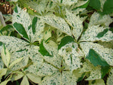 Parthenocissus quinquefolia Variegata, Native Vines - Brushwood Nursery, Clematis Specialists