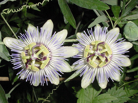 Passiflora caerulea, Passion Flowers - Brushwood Nursery, Clematis Specialists