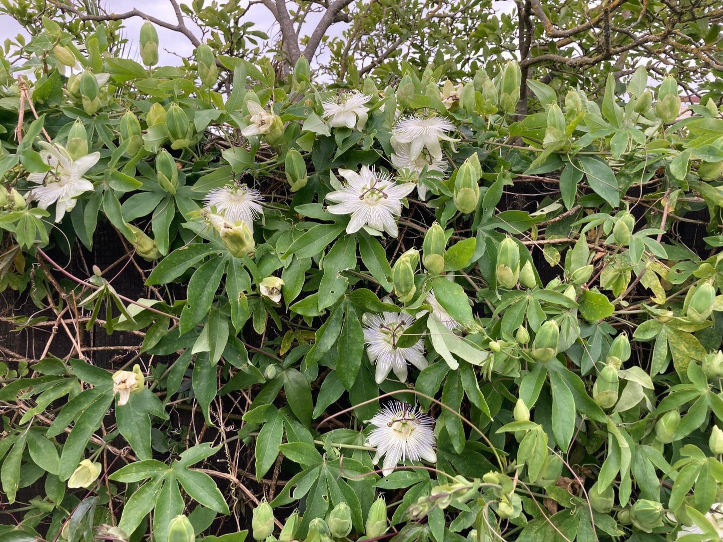 Passiflora Snow Queen